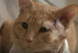 搞笑 猫咪中枪视频,猫咪版“英雄本色”爆笑上演