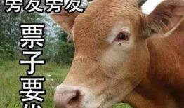 娱乐圈黄牛,揭秘幕后黑手，揭秘明星票务乱象