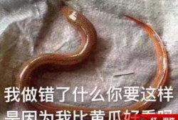 麻椒女主播黄鳝 ftp,揭秘网络直播界的惊人内幕