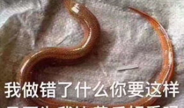 麻椒女主播黄鳝 ftp,揭秘网络直播界的惊人内幕