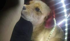 骚狐狸图片,探寻神秘图腾的诱惑与传说